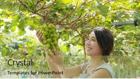  Presentation with green and purple mardi gras - Presentation theme enhanced with looking at the green grape background and a yellow colored foreground