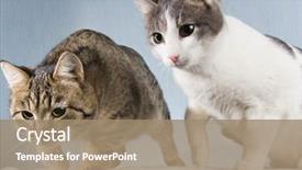  Presentation with cats - Presentation theme consisting of looking at the same direction background and a  colored foreground