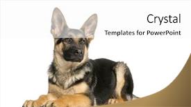  Presentation with german shepherd two young puppys - Amazing PPT theme having looking away 6 months old backdrop and a  colored foreground