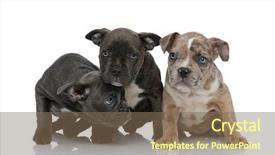  Presentation with bully - PPT theme having looking away with head down background and a violet colored foreground