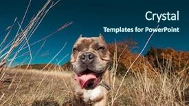  Presentation with bully - Audience pleasing slide set consisting of looking away with tongue expose backdrop and a ocean colored foreground