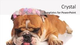  Presentation with english bulldog - Theme featuring looking down with tongue expose background and a  colored foreground