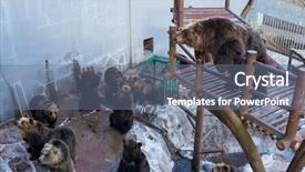  Presentation with zoo - Slide set enhanced with looking for food in zoo background and a gray colored foreground