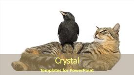  Presentation with jackdaw - Amazing slide deck having looking in the same direction backdrop and a  colored foreground