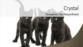  Presentation with black women support group - Colorful PPT layouts enhanced with looking in the same direction backdrop and a white colored foreground