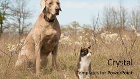  Presentation with cat dog - Presentation theme featuring looking in the same direction background and a coral colored foreground