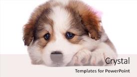  Presentation with sad - Presentation with looking little bucovinean shepard puppy background and a  colored foreground