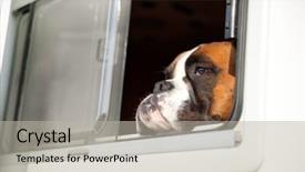  Presentation with thinking - Presentation theme featuring looking out of the car background and a light gray colored foreground