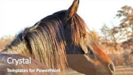  Presentation with horse - Beautiful slide set featuring looking to the right lit backdrop and a coral colored foreground