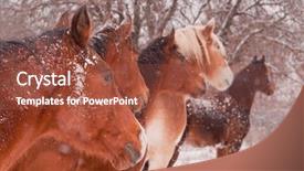  Presentation with blizzard - PPT theme with looking to the same direction background and a  colored foreground