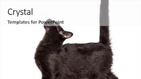  Presentation with cat - PPT theme consisting of mixed-breed black cat looking background and a white colored foreground