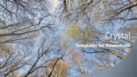  Presentation with green tree - Presentation consisting of looking-up-at-the-green background and a mint green colored foreground