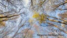  Presentation with green tree - PPT layouts enhanced with looking-up-at-the-green background and a light blue colored foreground