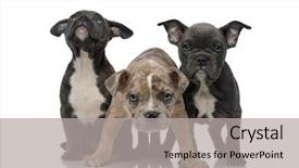  Presentation with bully - Audience pleasing presentation design consisting of looking up curious and being backdrop and a light gray colored foreground