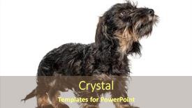  Presentation with dachshund - Slides enhanced with looking-up-dachshund-dog-isolated background and a tawny brown colored foreground