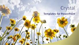  Presentation with looking up at trees from ground - Presentation design having looking-up-from-ground-towards background and a lemonade colored foreground