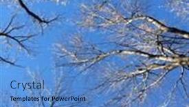  Presentation with looking up at trees from ground - PPT theme with looking-up-into-the-trees background and a teal colored foreground