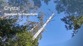  Presentation with eucalyptus australia - Presentation theme having looking-up-to-the-sky background and a teal colored foreground