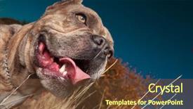  Presentation with bully - Beautiful slide set featuring looking up with tongue expose backdrop and a  colored foreground