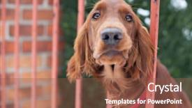  Presentation with head - Beautiful presentation theme featuring looking you up and down backdrop and a tawny brown colored foreground