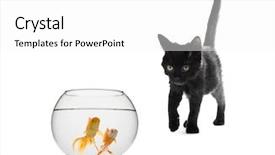  Presentation with black cat in front - Colorful slides enhanced with fishbowls - domestic black cat looks backdrop and a white colored foreground