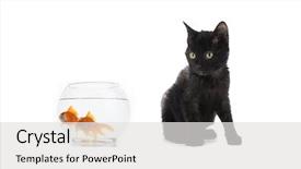  Presentation with black cat in front - Slide deck featuring fishbowls - domestic black cat looks background and a light gray colored foreground