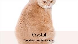  Presentation with fat - Beautiful theme featuring looks at the frame backdrop and a coral colored foreground