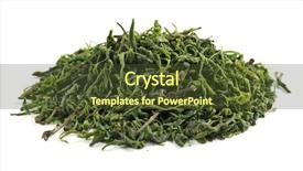  Presentation with octopus on isolated white - Colorful PPT theme enhanced with loose leaf - bunch of kuding tea isolated backdrop and a tawny brown colored foreground