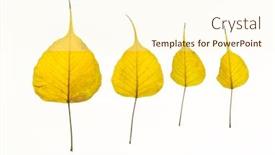  Presentation with yellow color - Slide set having loose yellow color peepal leaves placed in a row natural leaves on a white background shot from above background and a cream colored foreground
