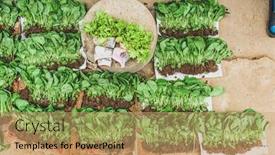  Presentation with young plant - Amazing presentation design having loose-young-plant backdrop and a coral colored foreground