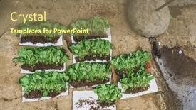  Presentation with young plant - Audience pleasing slide set consisting of loose-young-plant backdrop and a coral colored foreground