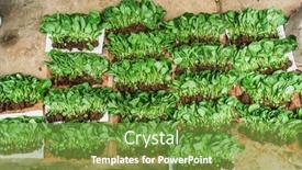  Presentation with young plant - Presentation design featuring loose-young-plant background and a tawny brown colored foreground