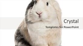  Presentation with rabbit - PPT layouts with lop rabbit 1 year old background and a soft green colored foreground