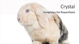  Presentation with old crumpled paper violence against women - PPT layouts enhanced with lop rabbit 1 year old background and a white colored foreground