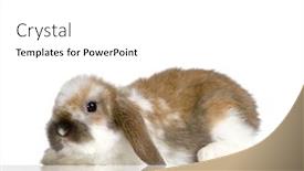  Presentation with rabbit - Presentation theme enhanced with lop rabbit in front of a white background background and a white colored foreground
