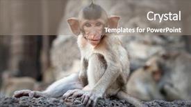  Presentation with thai temple - Amazing slide deck having lopburi thailand monkey crab-eating backdrop and a gray colored foreground