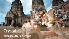  Presentation with thai temple - Colorful PPT theme enhanced with lopburi thailand monkey crab-eating backdrop and a coral colored foreground