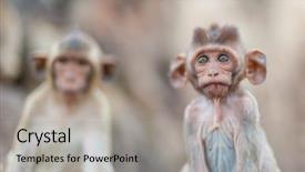  Presentation with khmer - PPT theme featuring perang - lopburi thailand monkey crab-eating background and a light gray colored foreground