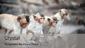  Presentation with khmer - Beautiful PPT layouts featuring perang - lopburi thailand monkey crab-eating backdrop and a light gray colored foreground