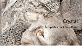  Presentation with khmer - Amazing theme having perang - lopburi thailand monkey crab-eating backdrop and a mint green colored foreground