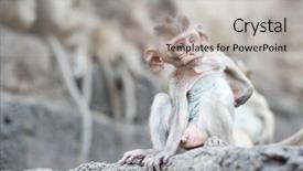  Presentation with khmer - PPT layouts consisting of perang - lopburi thailand monkey crab-eating background and a light gray colored foreground