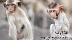 Presentation with thai temple - Colorful PPT layouts enhanced with lopburi thailand monkey crab-eating backdrop and a light gray colored foreground