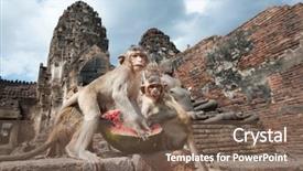  Presentation with thai temple - Theme enhanced with perang - lopburi thailand monkey crab-eating background and a violet colored foreground