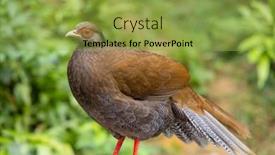  Presentation with zoo - PPT theme having lophura-edwardsi-at-zoo-park background and a yellow colored foreground