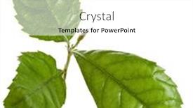  Presentation with leaves - Cool new PPT layouts with loquat-medlar-leaves-isolated backdrop and a white colored foreground