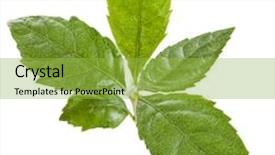  Presentation with tree - Beautiful theme featuring loquat-medlar-tree-isolated backdrop and a yellow colored foreground