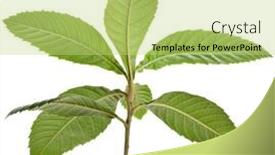  Presentation with tree - Presentation theme with loquat-medlar-tree-isolated background and a yellow colored foreground