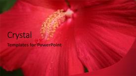  Presentation with baltimore - PPT layouts enhanced with lord baltimore hibiscus macro background and a red colored foreground