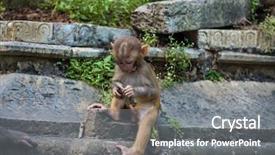  Presentation with kathmandu - Slides featuring pashupatinath temple in kathmandu nepal background and a gray colored foreground