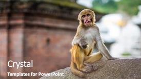  Presentation with nepal - Beautiful PPT layouts featuring pashupatinath temple in kathmandu nepal backdrop and a violet colored foreground